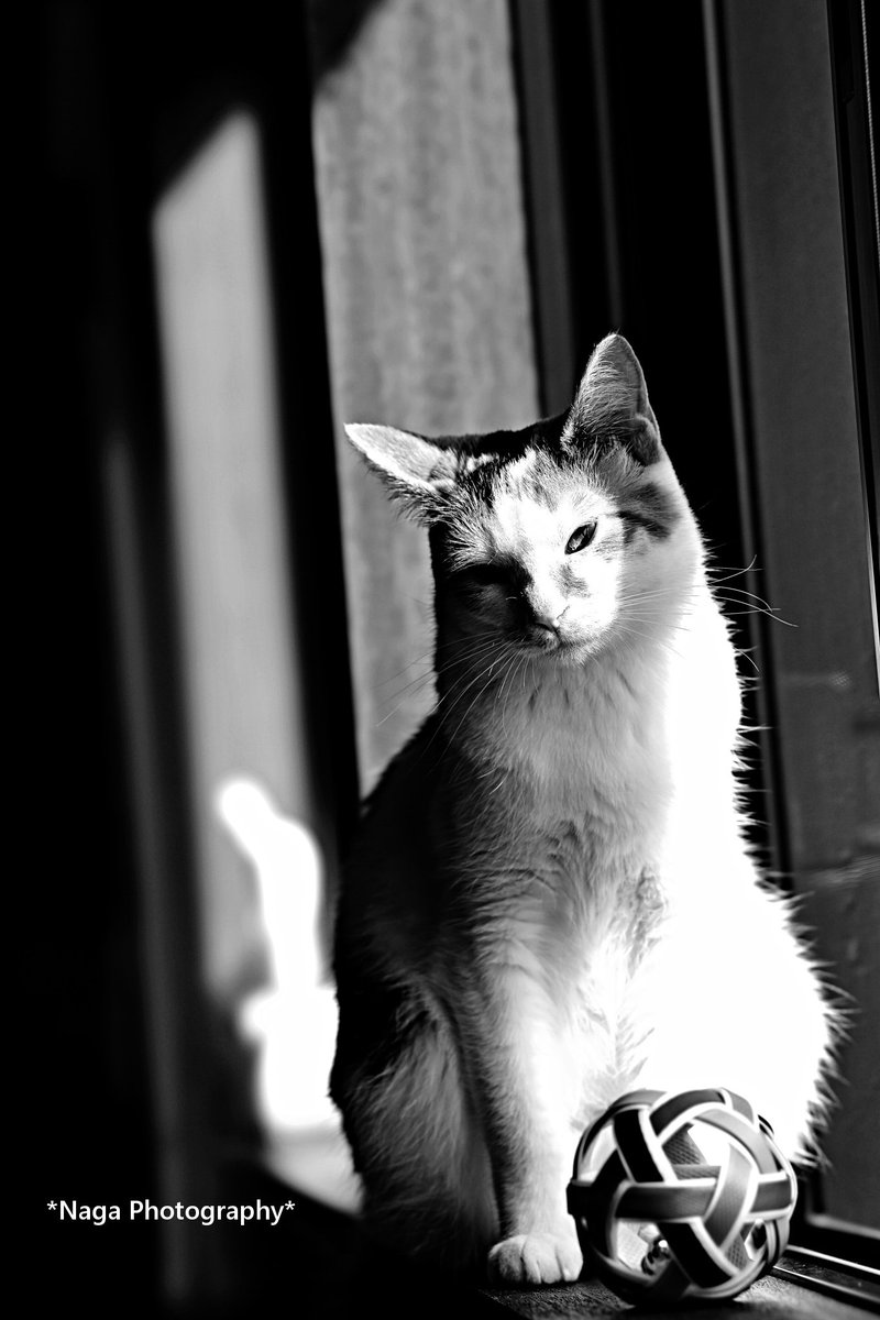 #鎌倉ねこの間 269
流し目きなこ #三毛猫
#保護猫 #猫
#TheArtOfNekonoma
#シュールネコイズム
#猫ポートレイト
#sony #α7RII #GM
#ふぉと #photography #Coregraphy
#CoolAndCute
#カメラ目線猫