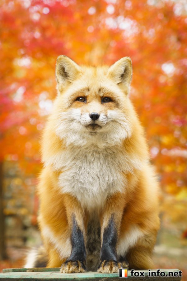 キツネ写真館 キツネ飼養中 もっふり紅葉 キツネ写真集 もふみキツネパン の表紙でもあります T Co V16rb55axz 天狐の日だしtlを狐で埋める キツネ写真館 キツネ飼養中 もっふり紅葉 キツネ写真集 もふみキツネパン の表紙でもあります T Co V16rb55axz 天狐の日だしtlを狐で埋める