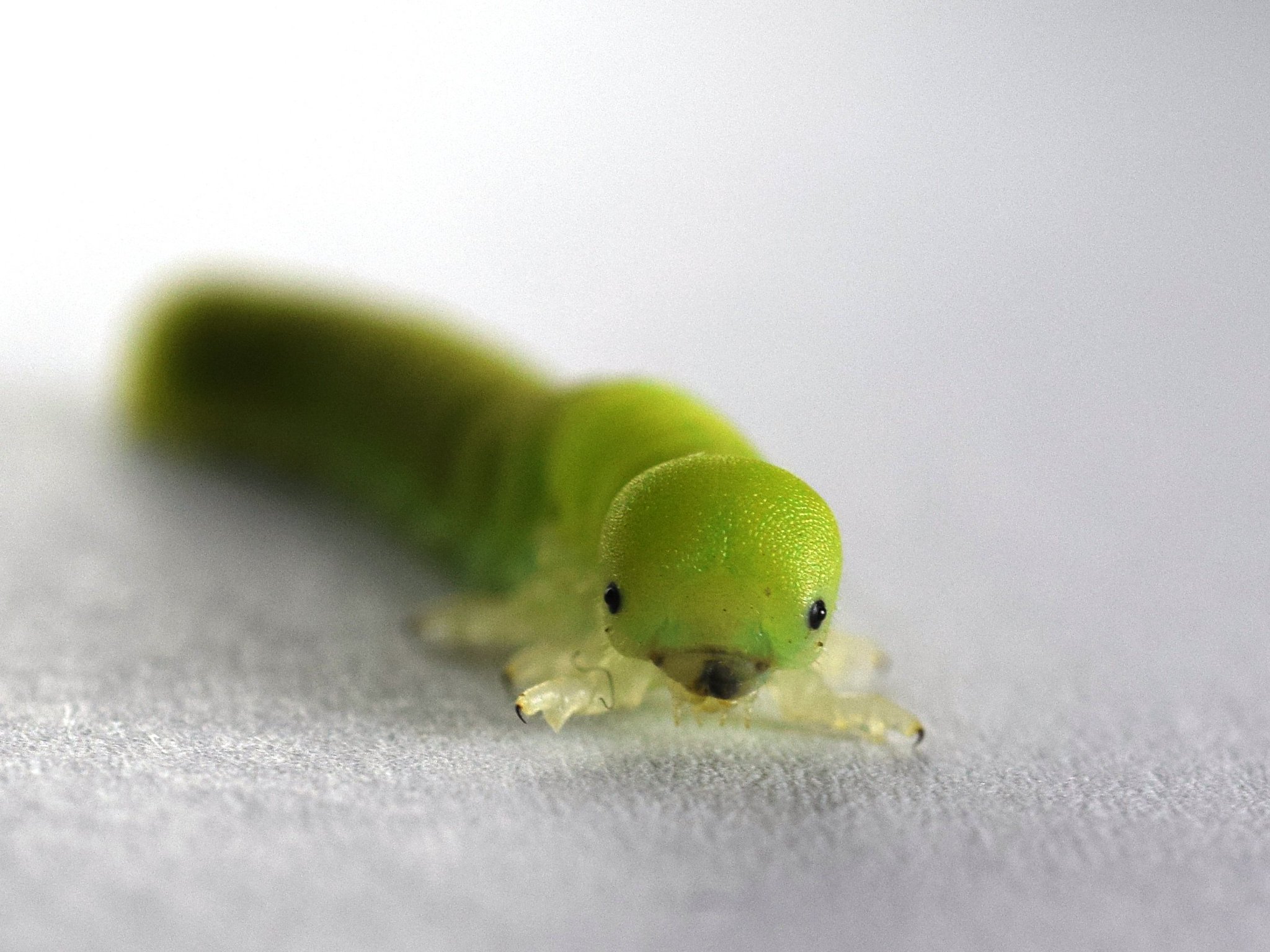 清水聡司 On Twitter 昨日 箕面 の滝周辺散策中に生物園スタッフｉが見つけたヨウロウヒラクチハバチの幼虫 ネット上でしばしば見かけるめっちゃ可愛い奴や 種名は館長に教えてもらいました