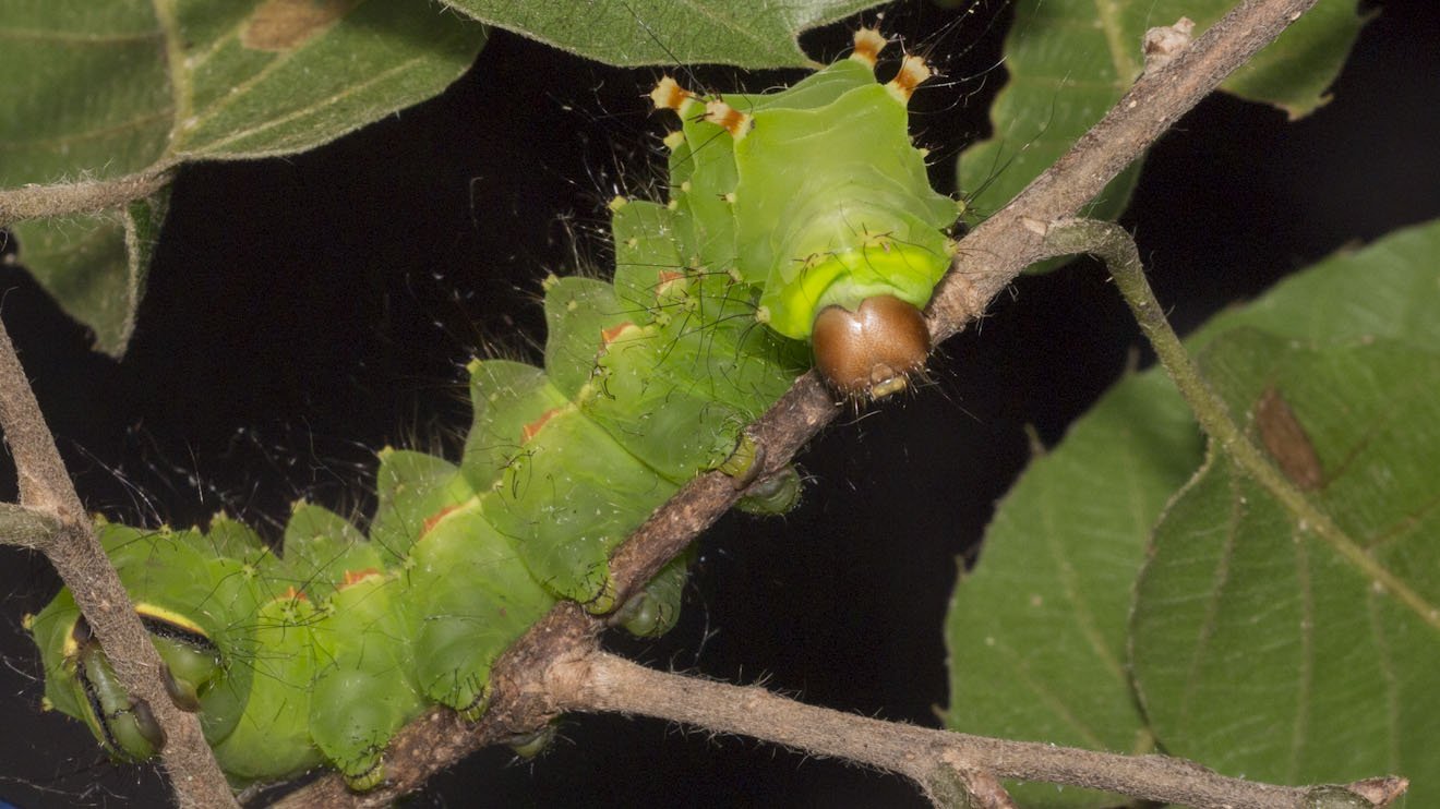 ラオス中部の蟲喰ロトワ むしくろとわ Byおいしい昆虫生活 103 ラオス産ヒメテイオウゼミ Megapomponia Intermedia ラオス語で大きいセミはメンオーッ 小さいセミはチャクチャンと呼ぶらしい 木の香りがつよいが 味はとってもタンパク 胸にしか肉