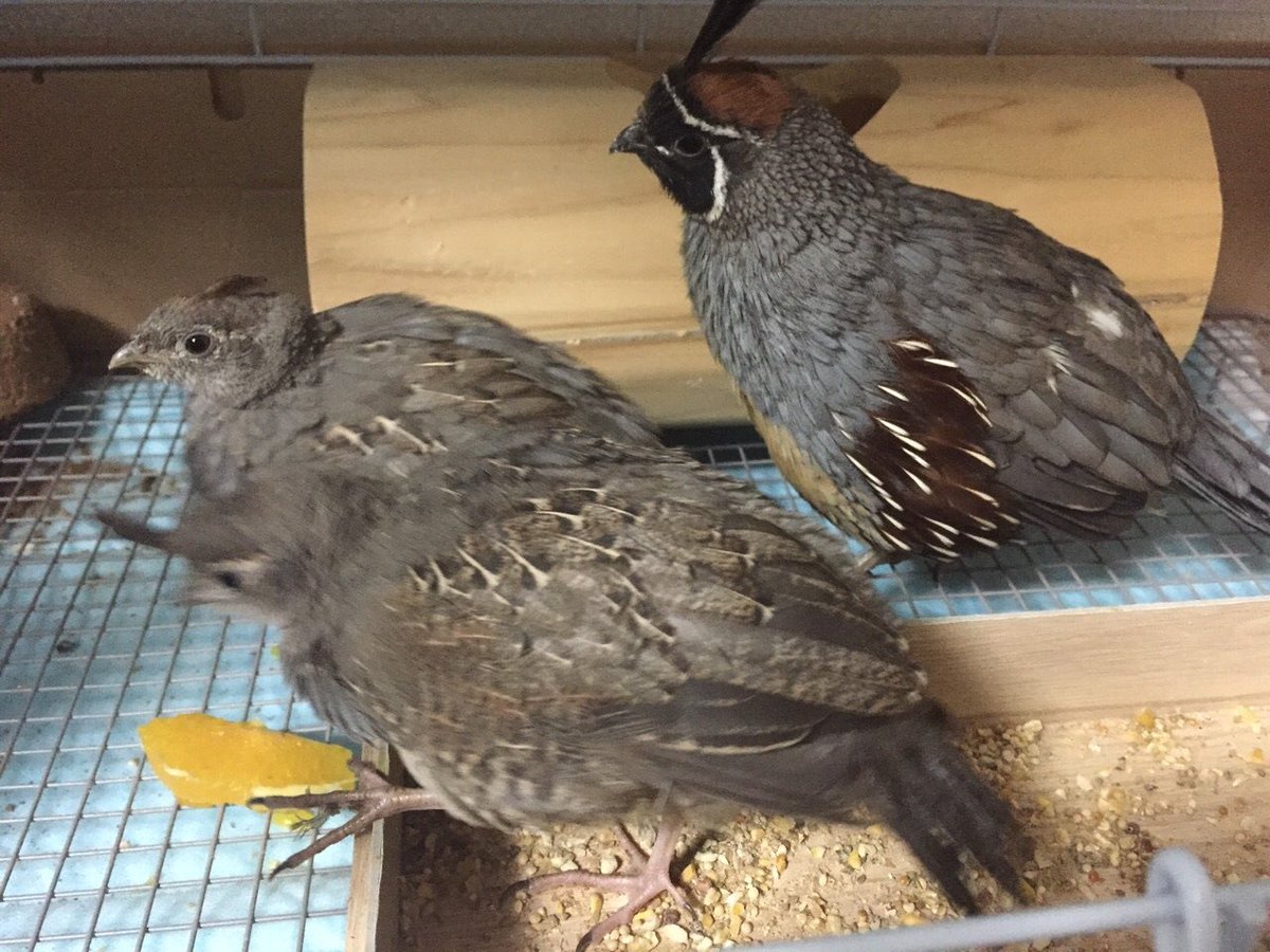 ズアカカンムリウズラ Gambel S Quail Japaneseclass Jp