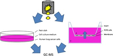 AnalBioanalChem's tweet photo. Toxicity of #lithium ion #battery #electrolytes
by S Nowak et al @WWU_Muenster @unipotsdam @helmholtz_de

https://t.co/FgljxOgGMy https://t.co/49FJseinyu