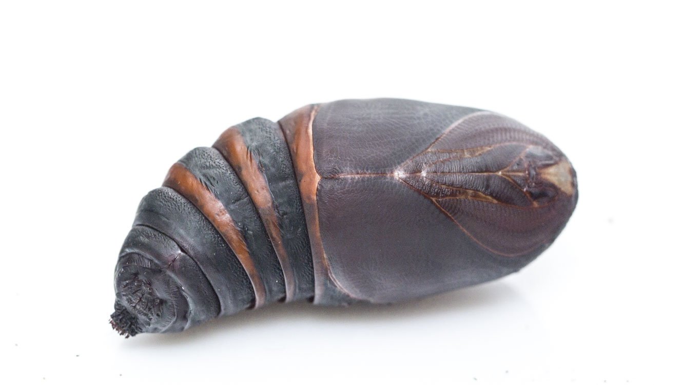 ラオス中部の蟲喰ロトワ むしくろとわ Byおいしい昆虫生活 103 ラオス産ヒメテイオウゼミ Megapomponia Intermedia ラオス語で大きいセミはメンオーッ 小さいセミはチャクチャンと呼ぶらしい 木の香りがつよいが 味はとってもタンパク 胸にしか肉