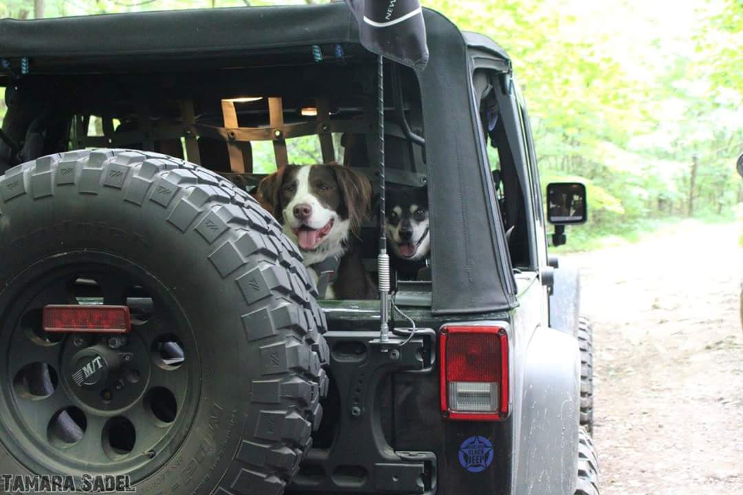 ta_ma_ra_nj's tweet photo. @JeepWorld @beepinjeep @THEJeepMafia @thefacesofjeep @Thejeepboss @Jeep @SexyJeeps @JeepCanada @jpmagazine @addictedtojeeps @CndJeepGirls Yup! https://t.co/lfcjUCbs3z