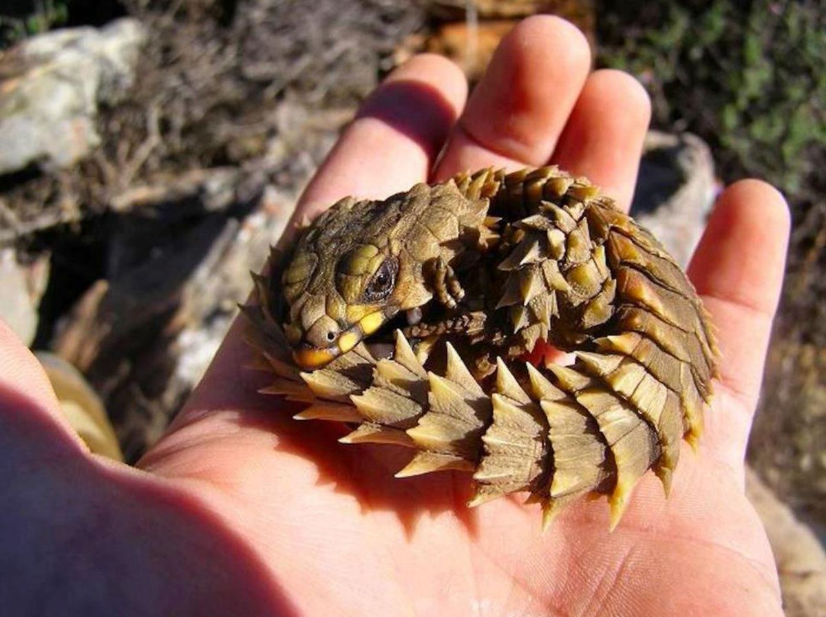InfoMyT's tweet photo. Los lagartos armadillos (Ouroborus cataphractus) se parecen mucho a minidragones. https://t.co/LmDhJUi7rl