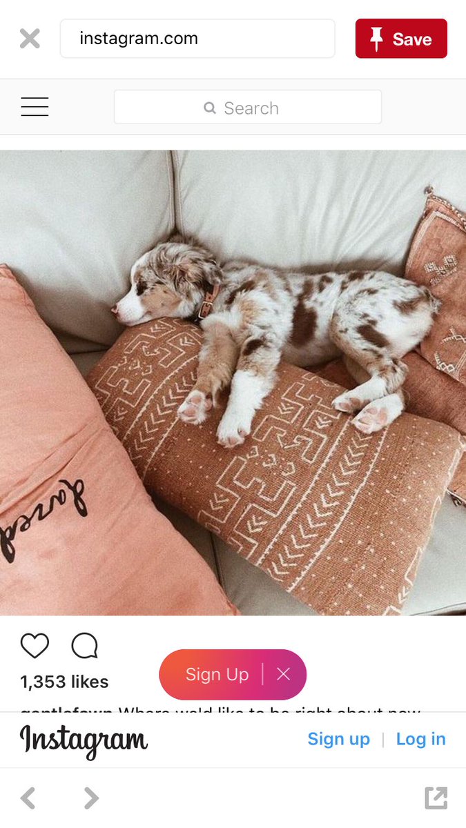 C_langbehn's tweet photo. When exams destroy me... all I want is a puppy to pet... @dylanhines44 I want this one 🙍🏻 https://t.co/rQ0C3YPsjV