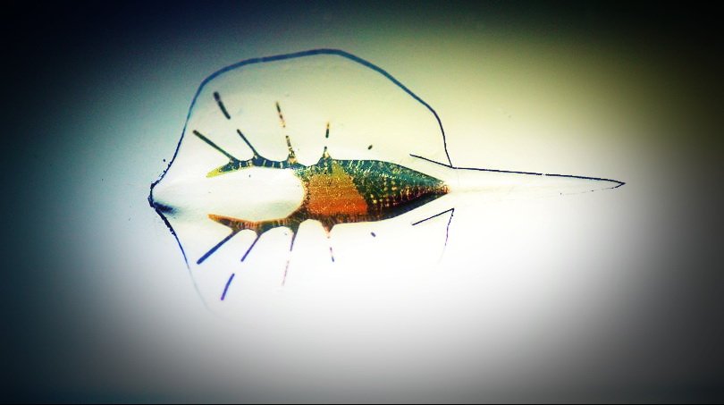 10 октября Никита Василенко прочитает лекцию "Медиаэкосистемы антропоцена", вход свободный goo.gl/SiUqxq