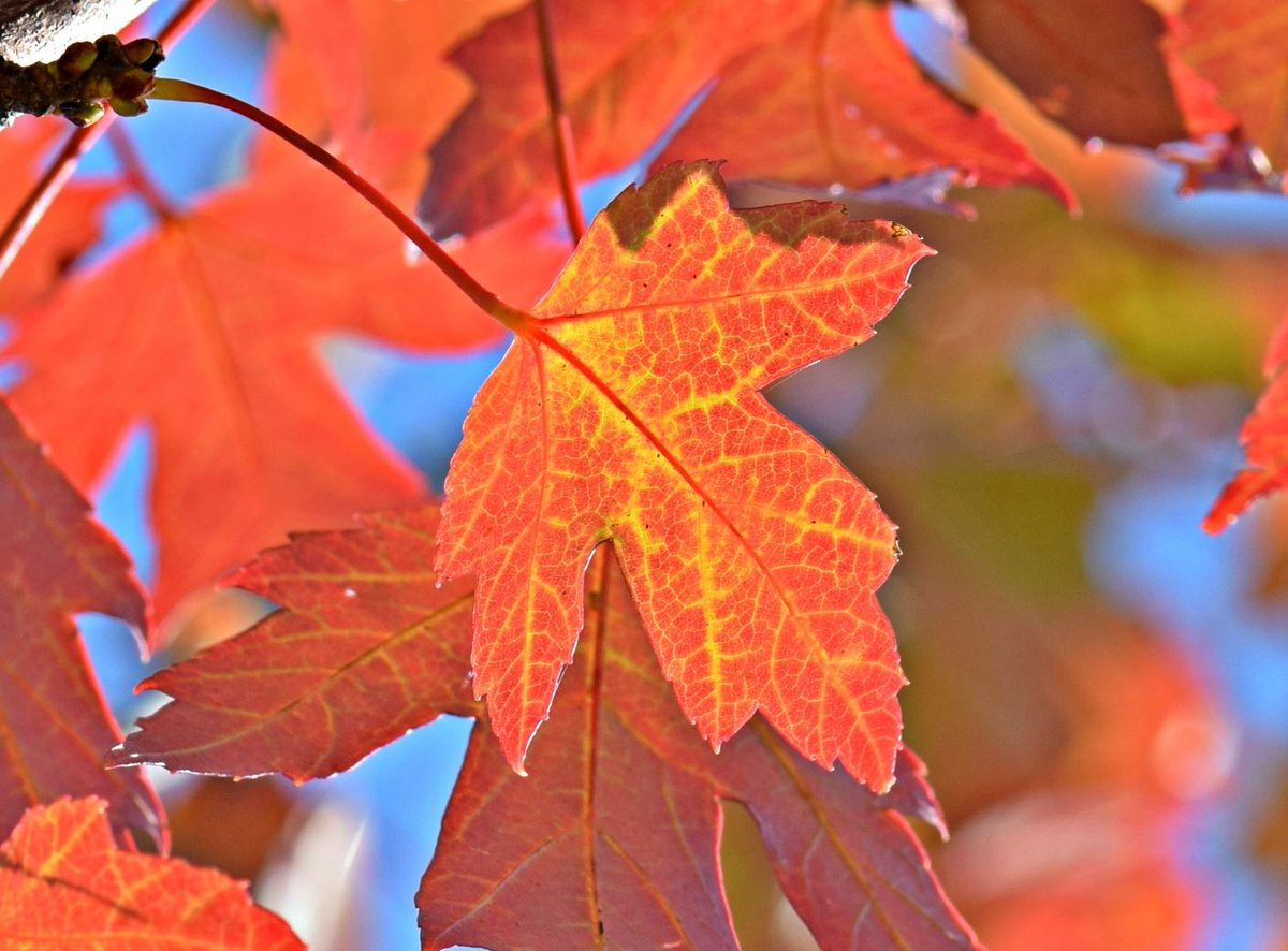 USFWS's tweet photo. Leaves offer more than beauty. When they drop they provide food and shelter for many animals and add to the soil. Leave them if you can!🍂 https://t.co/OXPZdBTjo1