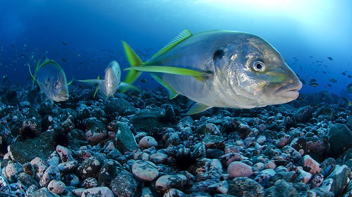 "La vanguardia marina de Chile": El reportaje de NatGeo que destaca la protección de nuestros mares| vía <a href="/emol/">Emol.com</a> | emol.com/noticias/Nacio…
