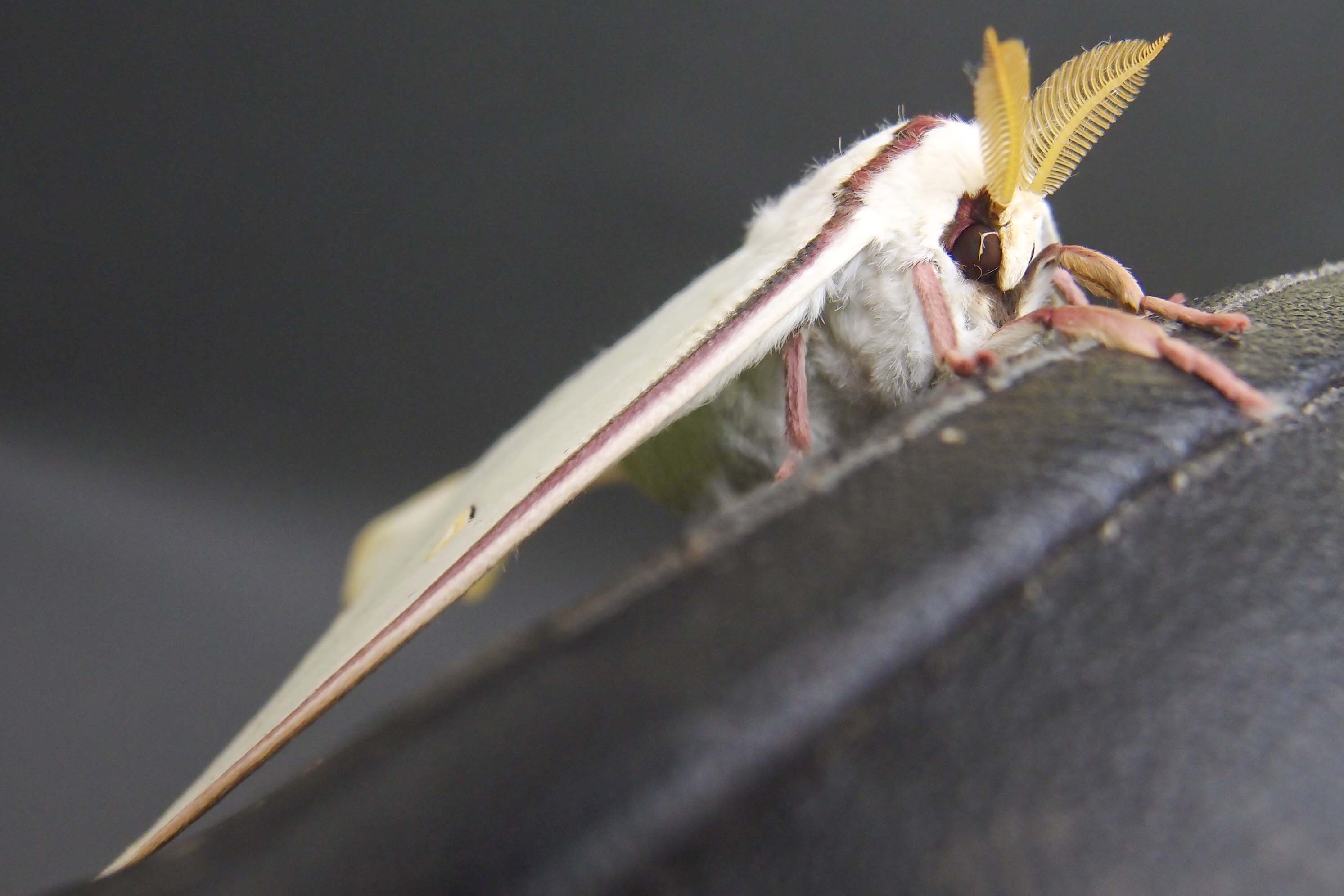 ラオス中部の蟲喰ロトワ むしくろとわ Byおいしい昆虫生活 103 ラオス産ヒメテイオウゼミ Megapomponia Intermedia ラオス語で大きいセミはメンオーッ 小さいセミはチャクチャンと呼ぶらしい 木の香りがつよいが 味はとってもタンパク 胸にしか肉