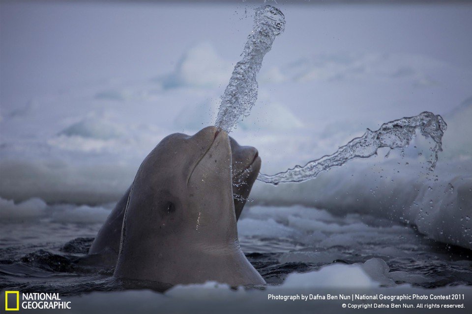 Bravo a tous pour cette belle victoire pour le fleuve et nos belugas, maintenant aidons <a href="/Ristigouche/">Ristigouche</a> #Polqc