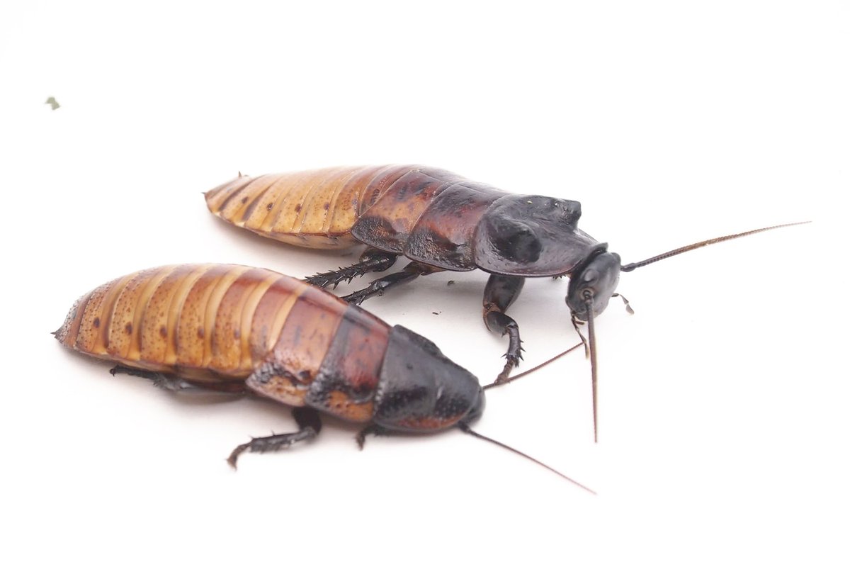 おいしい昆虫記 発売 蟲喰ロトワ むしくろとわ By おいしい昆虫生活 100 アルゼンチンモリゴキブリ マダガスカルオオ ゴキブリに比べて小ぶりだが壁面を登らないので管理がラク 我が家の生ゴミ処理に活躍中 すこしゴキブリ臭さがあるが カラッと