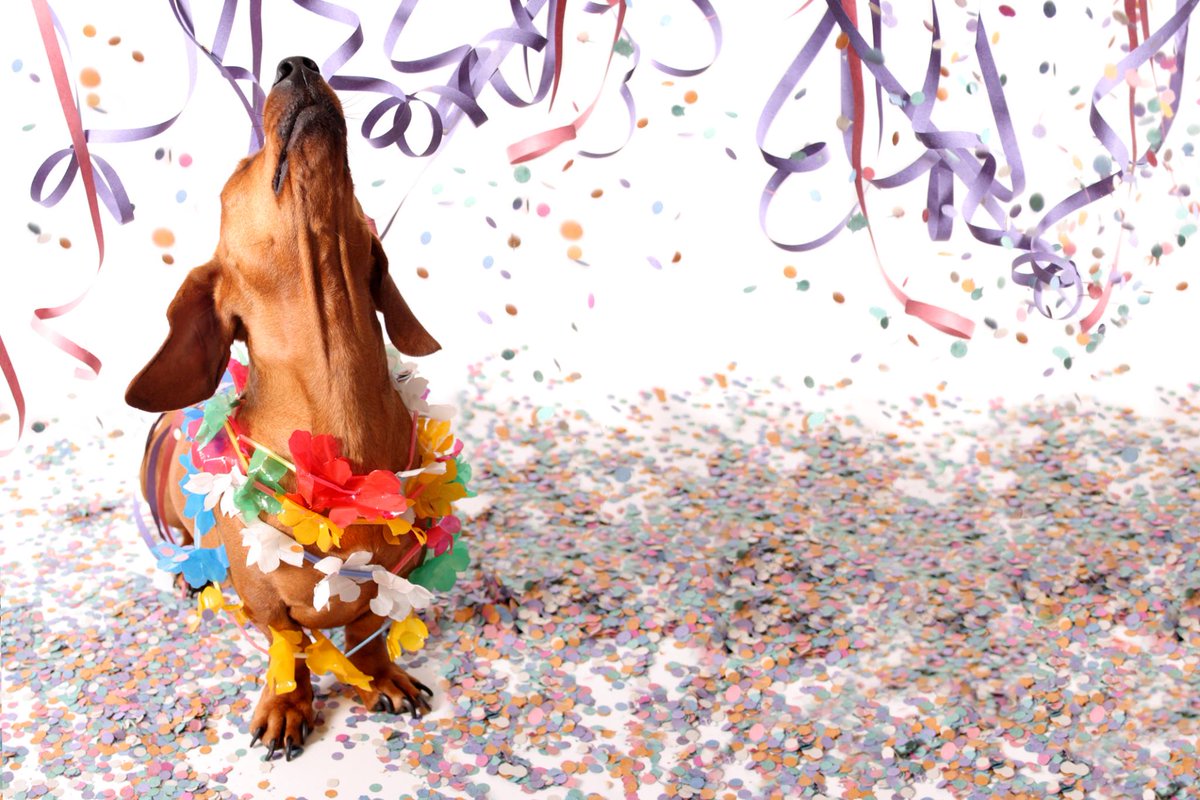 LiveLoveDogs's tweet photo. Congratulations, Ann Duckworth - Winner of our #LiveLoveDogs monthly drawing! Join the pack to win sWAG! https://t.co/Bk2Ih3oiMN https://t.co/ami8gEYZiD