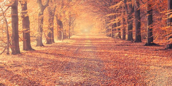 The fall season is here &amp; all of our clubs are ready to celebrate. Find out what fall events your club is hosting: ow.ly/7ClU30fFk3v