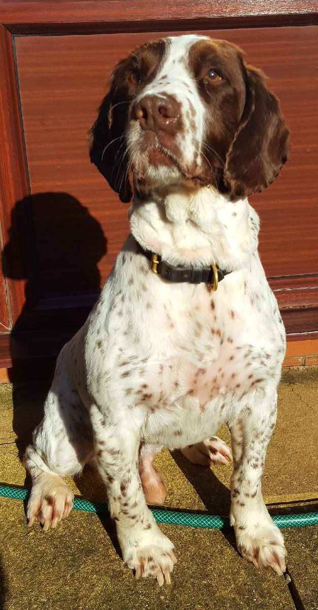 DerbysDogPolice's tweet image. Autumn trim sir? PD Jerry “Don’t mind if I do” #LookingDapper