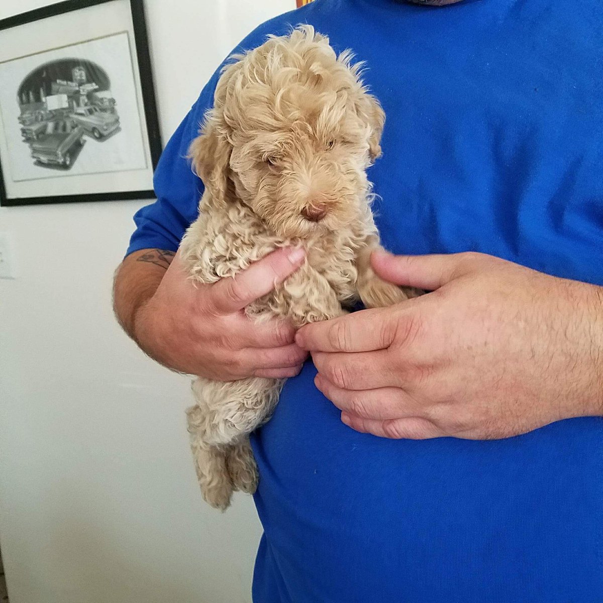 teeburnee's tweet image. My 👏🏻dog👏🏻is👏🏻so👏🏻pretty @dog_rates