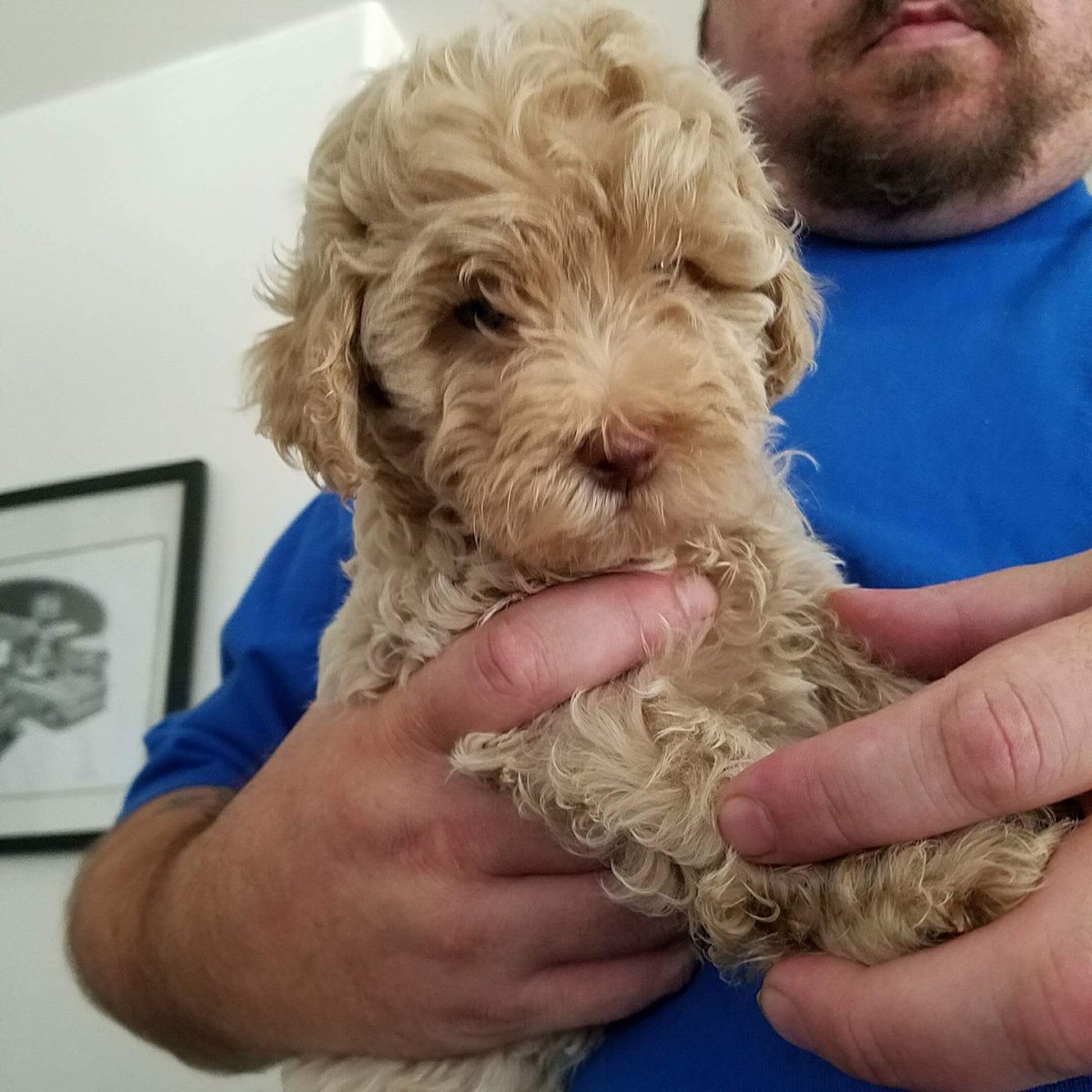 teeburnee's tweet image. My 👏🏻dog👏🏻is👏🏻so👏🏻pretty @dog_rates