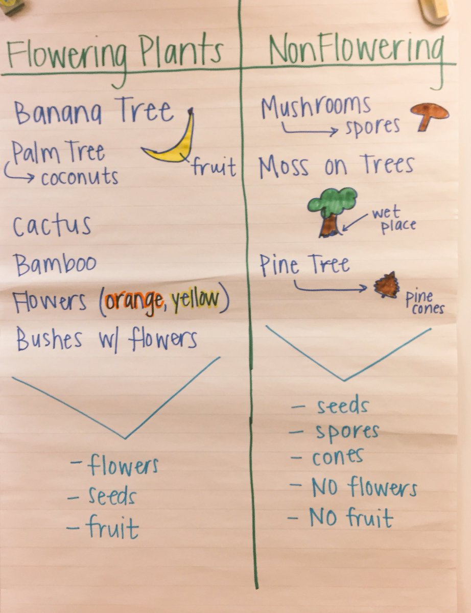 MsQuinFTW's tweet photo. Outside observing and applying what we have learned about flowering and non-flowering plants. @AVEDragonStrong @ccpsSTEM https://t.co/iHNIULTLMA