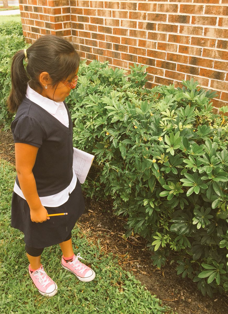 MsQuinFTW's tweet photo. Outside observing and applying what we have learned about flowering and non-flowering plants. @AVEDragonStrong @ccpsSTEM https://t.co/iHNIULTLMA