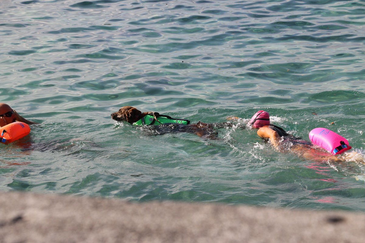 IMTrinews's tweet photo. #DAY4 #roadtokona #makemyday 
DOG 🐕 swims ironman swim course! FULL SPEED 🤘🏼#LOVEIT
#pictureoftheday 🌸#digbebeach 🌸#konapier #kona #hawaii https://t.co/nZkbQuxDjh