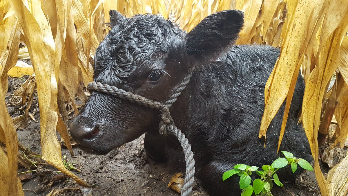 DayAngus's tweet photo. How's your day? I spent hour looking for this 4 day old calf that was sound asleep in the corn field. #RanchingIsFun #stepsdone https://t.co/0FOQEiRNgQ