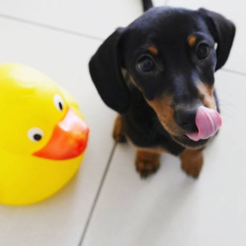 HugADachshund's tweet photo. Rubber duckie, cute doxie. 🐥🐶 - @the_archie_adventurez
▪▪▪
#Hugadachshund #dachshund #dachshunds #dachshundoftheda… https://t.co/erWok0BLrT https://t.co/GCoLVfFJdQ