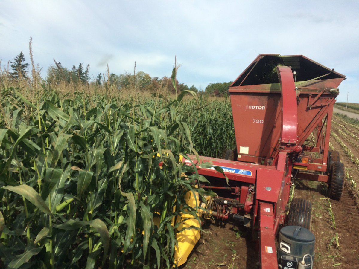 searsy84's tweet photo. Chopping at Wilsoncrest Farms good corn @NewHollandAG @BluelineNH #FP230 #T7.190 https://t.co/aFPP6n5ax6