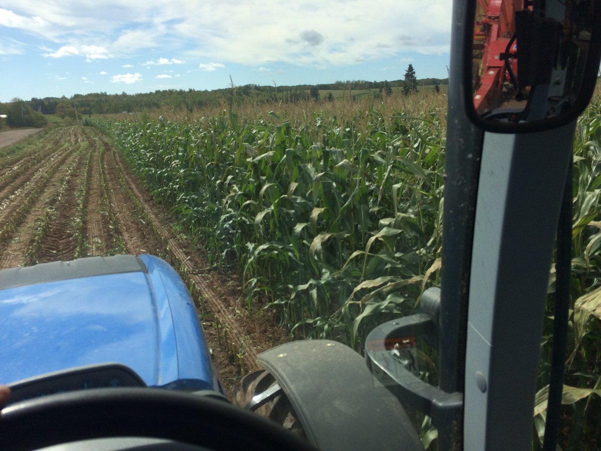 searsy84's tweet photo. Chopping at Wilsoncrest Farms good corn @NewHollandAG @BluelineNH #FP230 #T7.190 https://t.co/aFPP6n5ax6