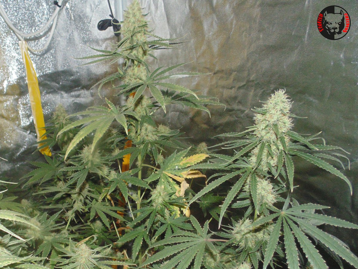 SpanishBreeder's tweet photo. #Room1 Dia 44 Flora 💥💥
#critical & #classicskunk by Zamnesia Webshop 🔥🔥
Fertilizadas con Plagron España .
Domotizado por 🔝 Mycroclime 🤖🤖 https://t.co/Lg43M7JNnz