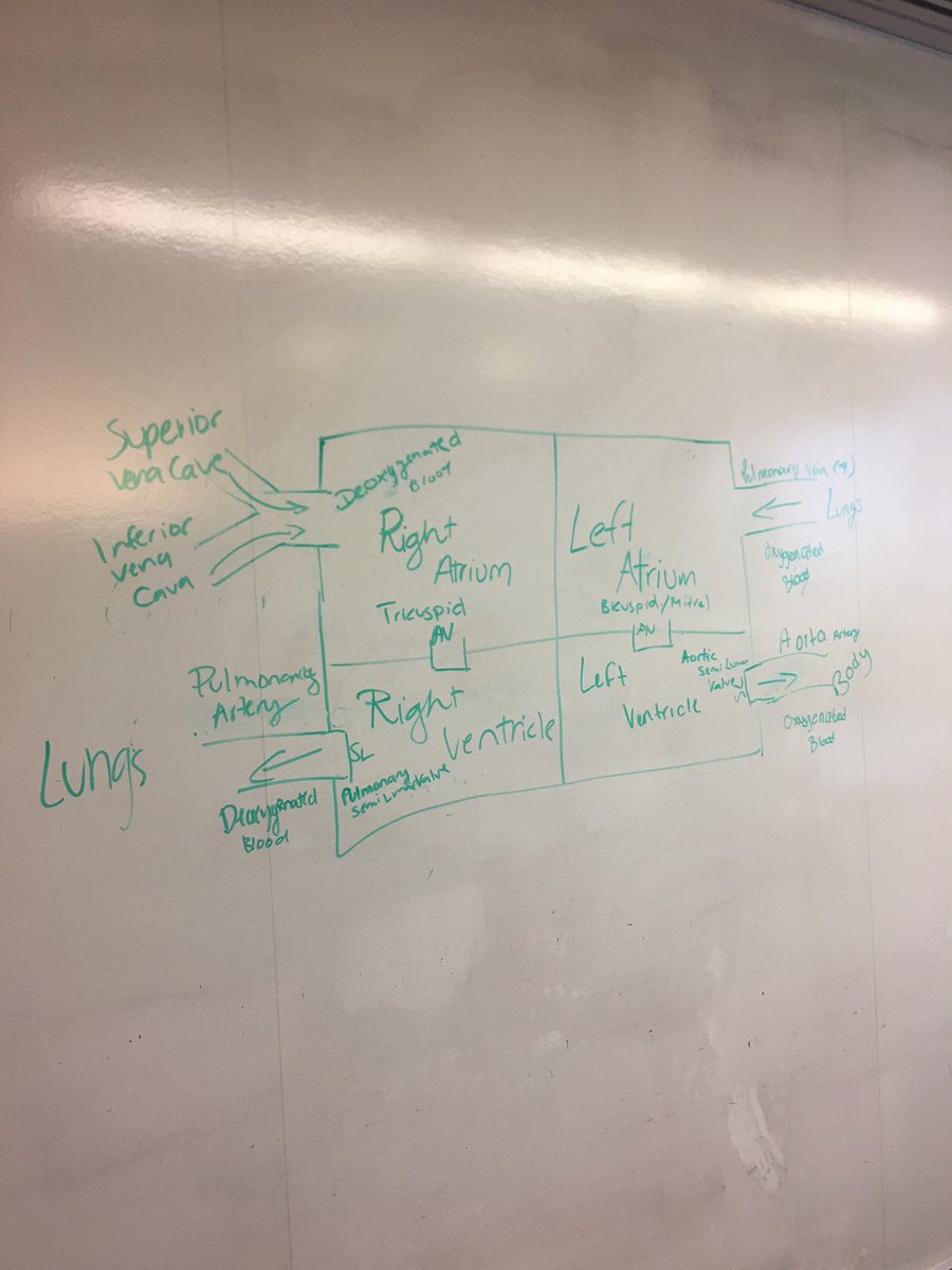 disclenbu's tweet photo. Learned about arteries and veins and all types of cool stuff in MedDOCs today. #MedDOCs #CardiacAnatomy https://t.co/unQ3HM1JGA