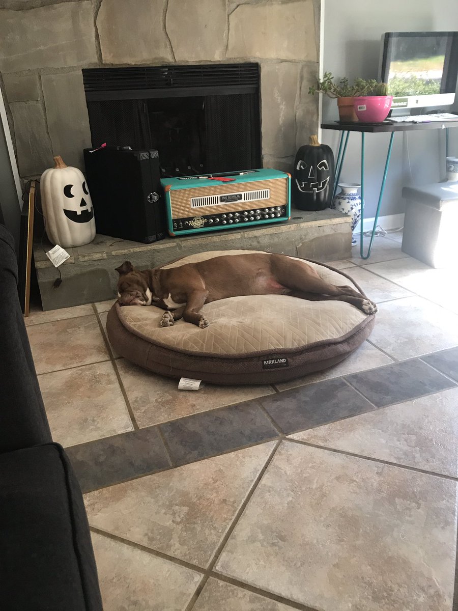 This one has the life, also you can't walk 5 feet in my house with seeing something guitar related. #doggo #pupper  #mesaboogie #toursupply