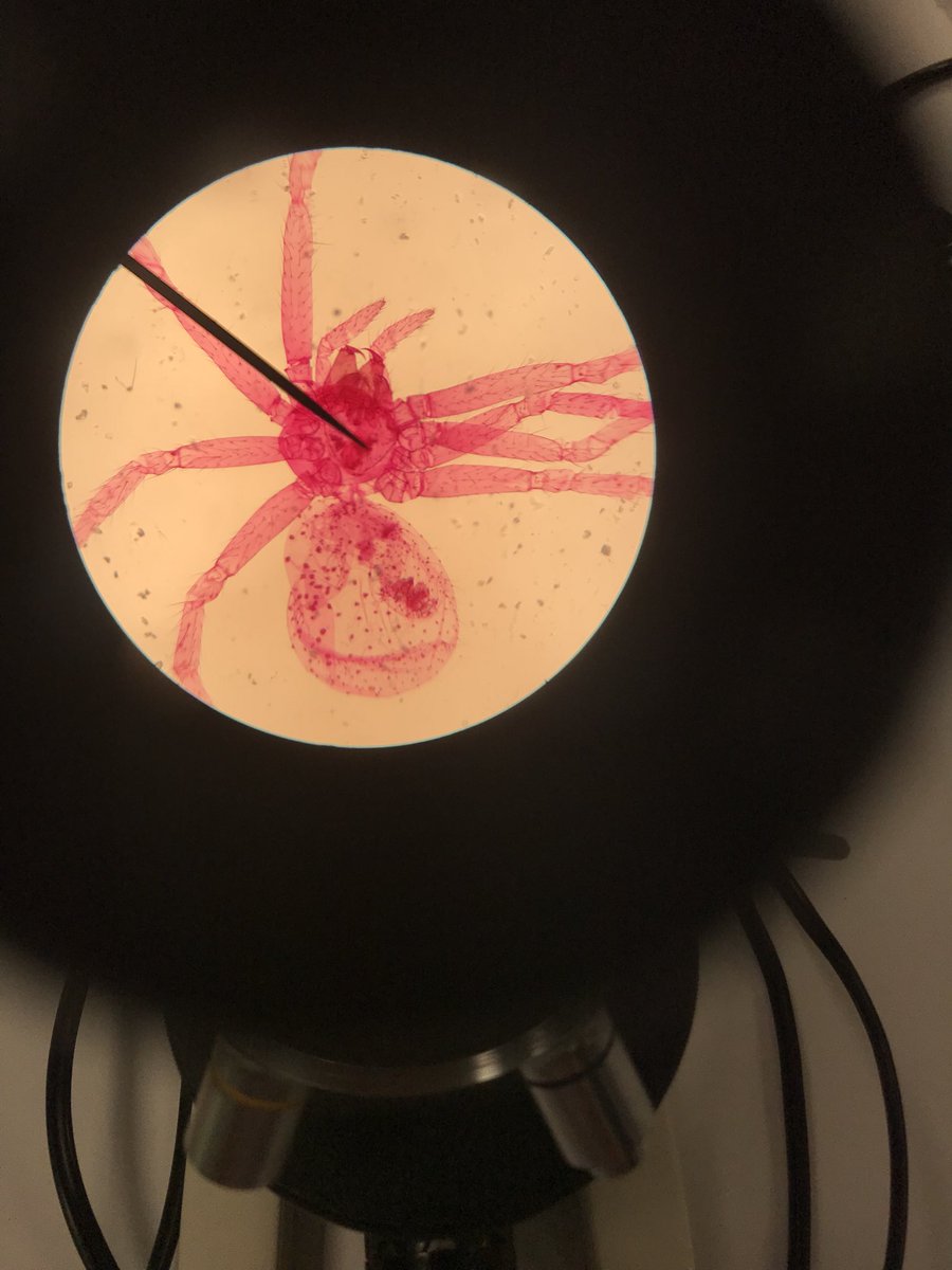 miagoodwinscr19's tweet photo. #wemakescience  @pacehighbiotech https://t.co/BuryrHgnef