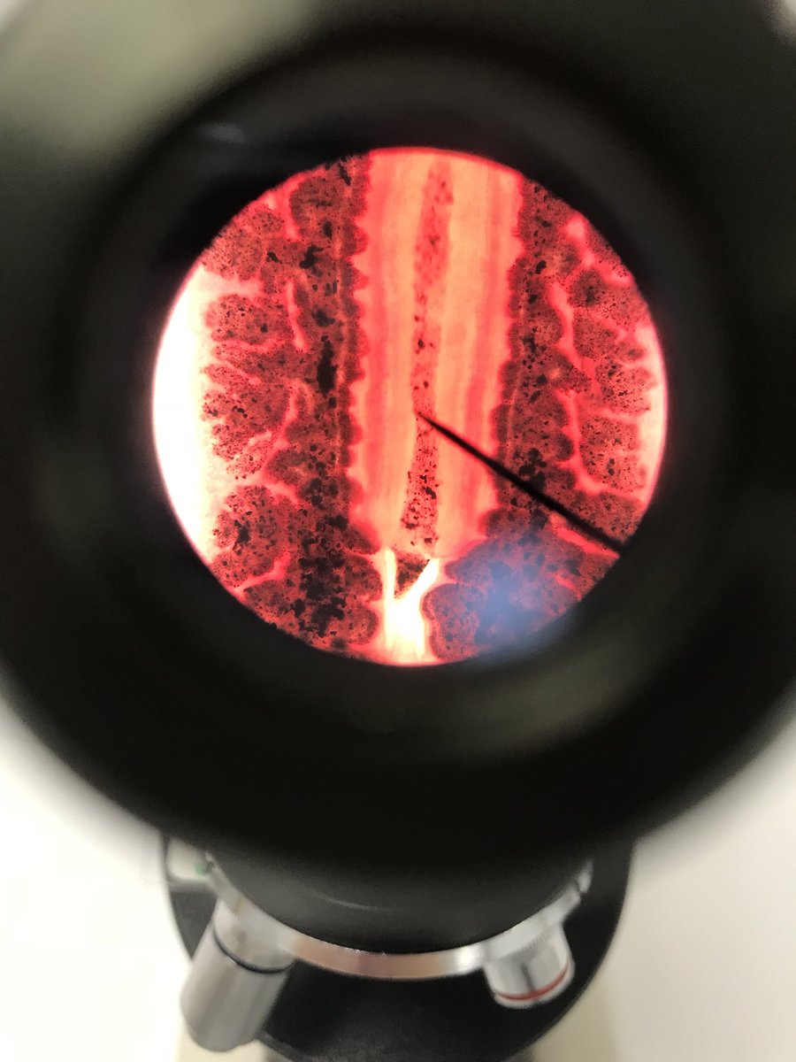 miagoodwinscr19's tweet photo. #wemakescience  @pacehighbiotech https://t.co/BuryrHgnef
