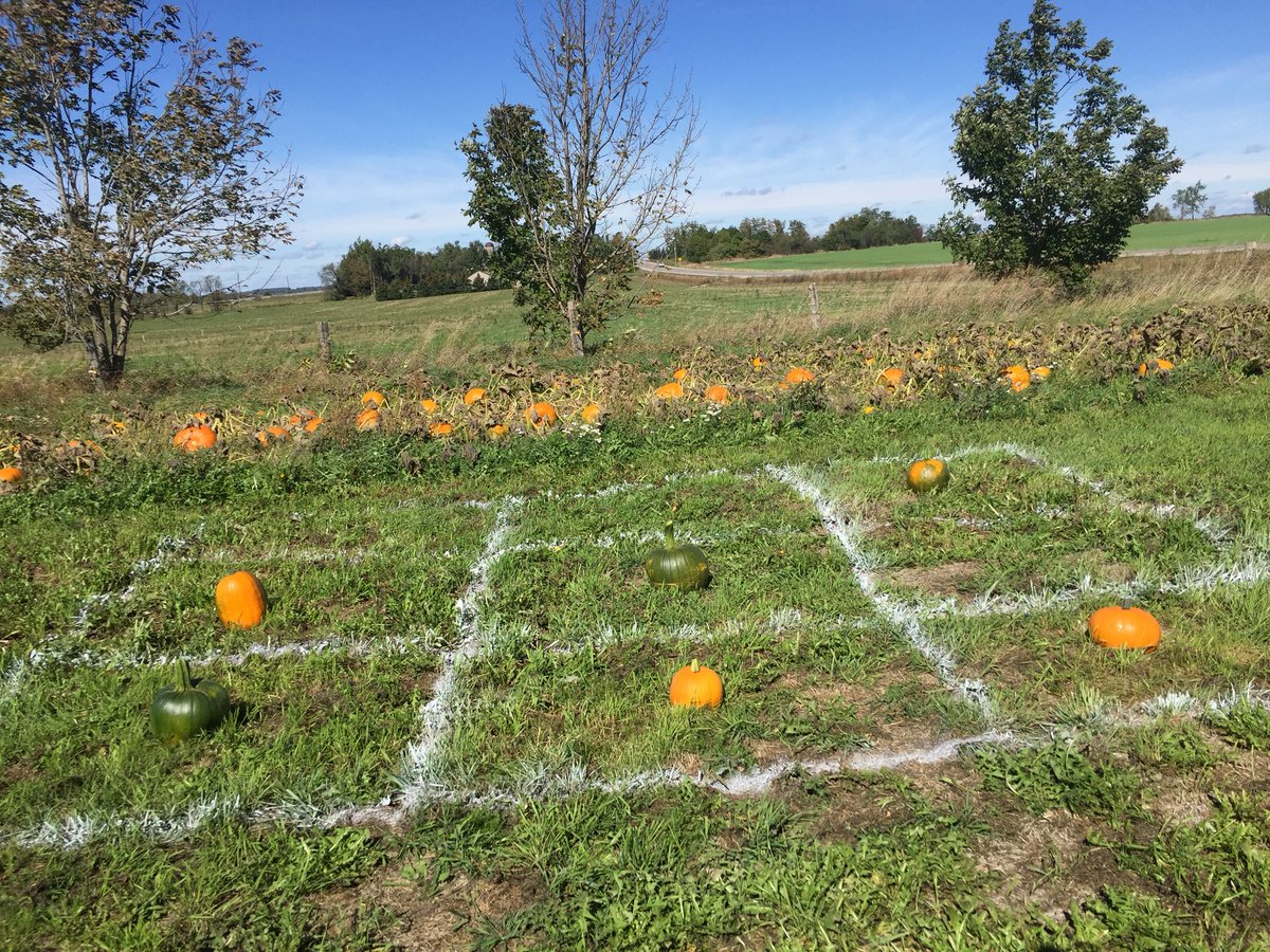 KelseyBanks's tweet photo. Pumpkin tic-tac-toe! #LaurelLeaFarms #PumpkinGames #Orangeville #Shelburne https://t.co/ERP8imoysE