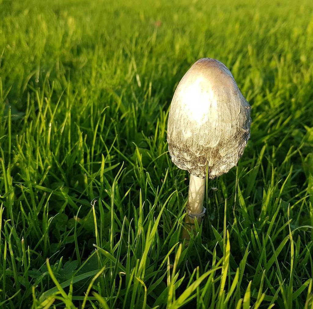 portobellowild's tweet photo. Anyone know what type of mushroom this is &amp; is it edible - loads growing in the grass outside our house in North K… https://t.co/h7cnLfzjsI https://t.co/v3XTjddNre