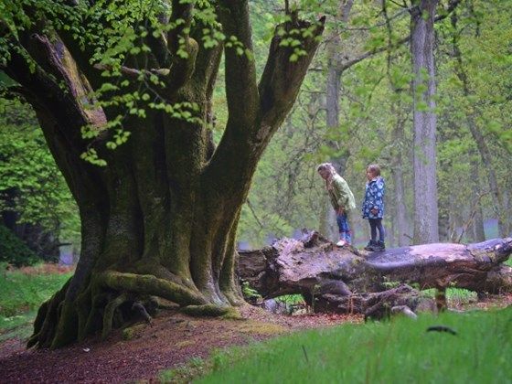 ThegreeneryLDN's tweet photo. Do you have a favourite tree? Perhaps it would like to be Tree of the Year? @WoodlandTrust #trees #ukforest #eco  https://t.co/JJKhboswzu https://t.co/nD8Jcuk7cg