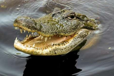 womzylala's tweet photo. Operation Crocodile Smile II to arrive Rivers State tomorrow with heavy presence of the… https://t.co/xAGyy4AGN5 https://t.co/DTRMUilfGW