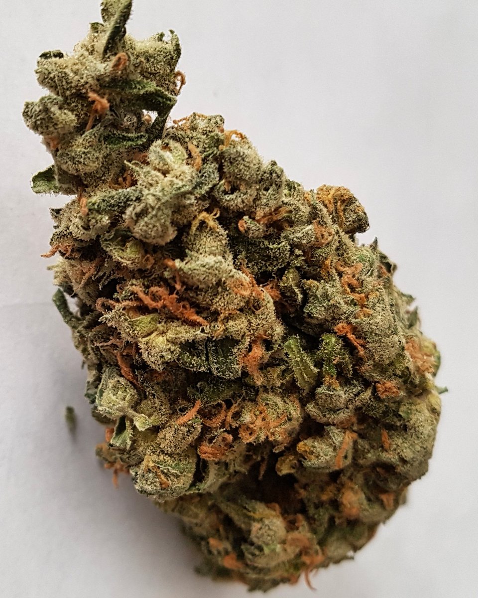 PureReleaf's tweet photo. **New strain alert**
Grape God!
God bud x Grapefruit
Indica-dominant Hybrid 🌿
#nug #grapegod #pot #weeding #weed #ganja #420 #weedlife https://t.co/XQpkeJGarz