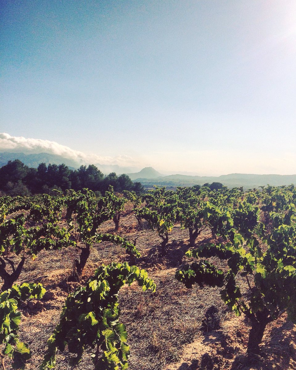 CBarbaraFores's tweet photo. 🍂La natura és un poema en desordre🍂
Perejaume
#lasendroseta #abrisat #terraalta #terresdelebre #paisatge #lansdcape #winetour #vicatalà https://t.co/oPDGd6hA4s