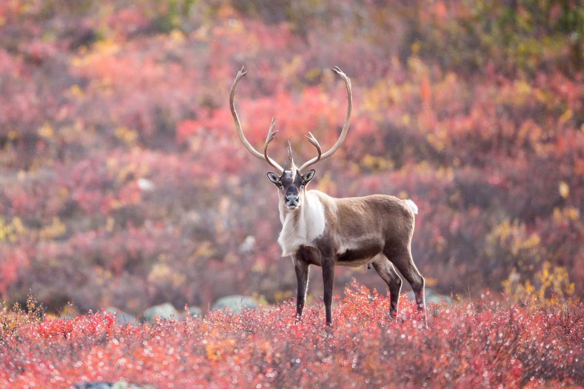 AdamHillPhoto's tweet image. #autumn in #Canada's north may be a short season but it certainly one worth seeing!