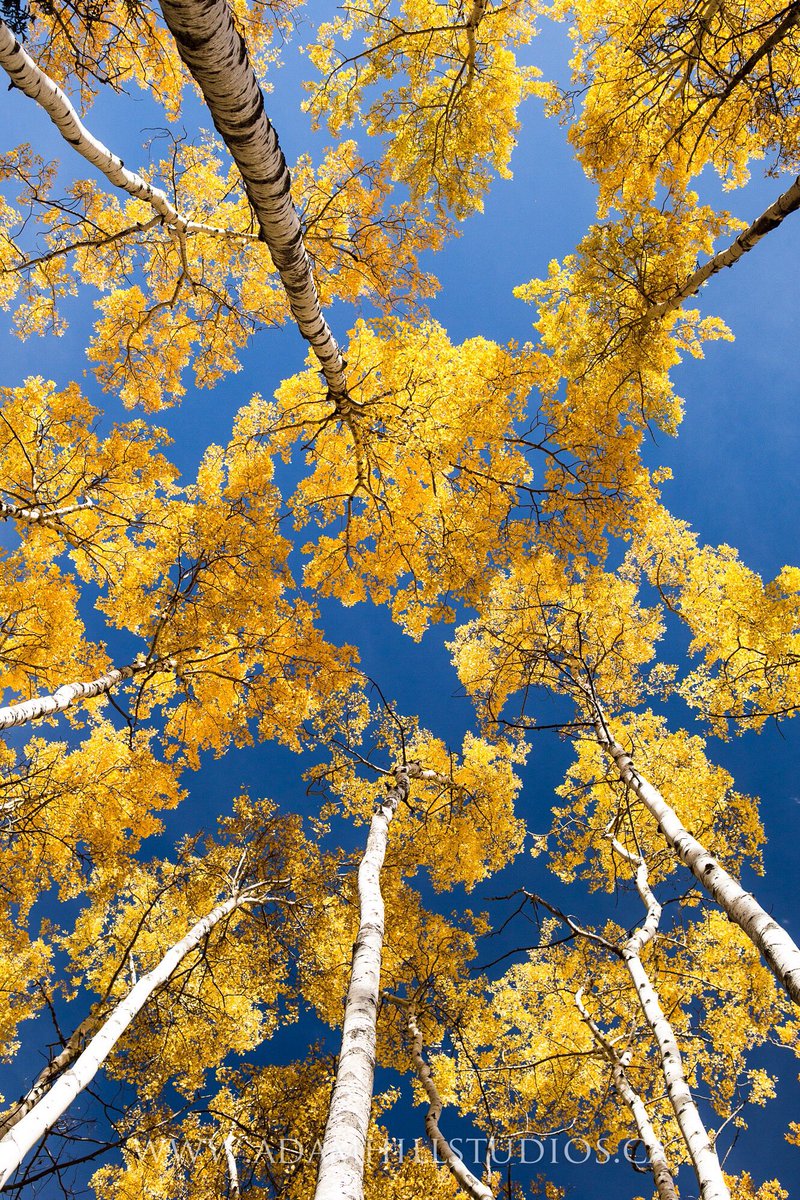 AdamHillPhoto's tweet image. #autumn in #Canada's north may be a short season but it certainly one worth seeing!