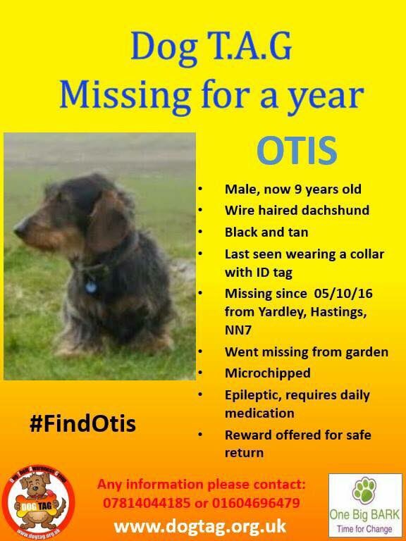 LisaLisaw1's tweet photo. #FindOtis #dachshund #missingdog 5.10.16 #Yardley #Hastings #Northampton NN7 #scanme #MissingOneYear https://t.co/ILpyxYzVCh