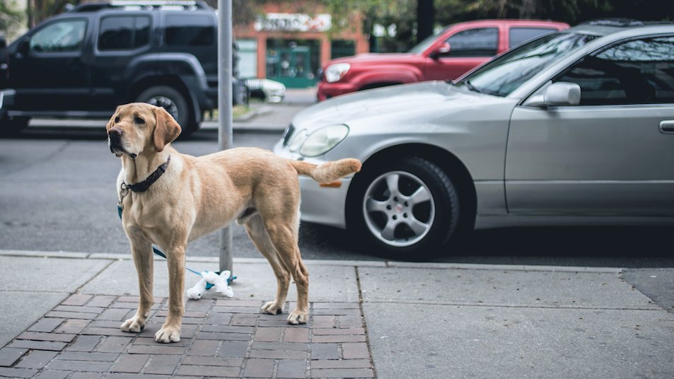 Affiniahotels's tweet photo. Where you go, he goes too. #VIPaws https://t.co/6UbVkrMYYJ