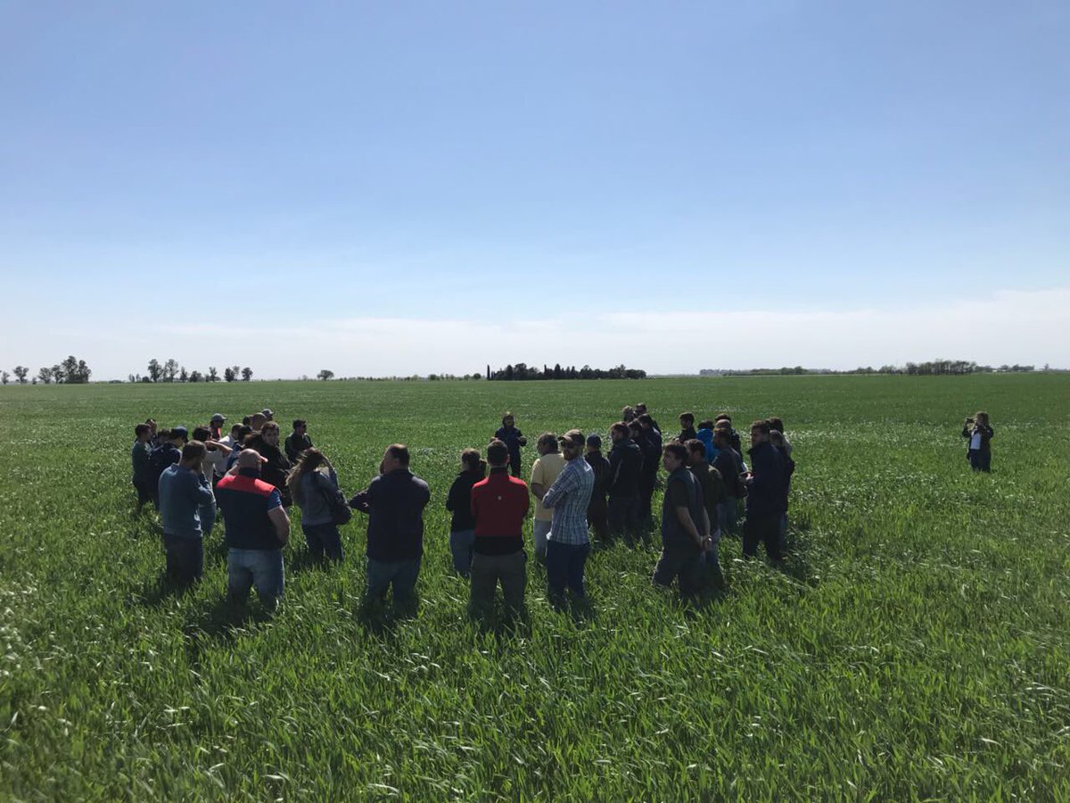 SummitAgroAr's tweet photo. La Ing. Margarita Sillon nos comenta las principales enfermedades en #Trigo y la Ing. Azul Canepa nos explica el posicionamiento de #RaceRM🌾 https://t.co/qC4MTbQcQv