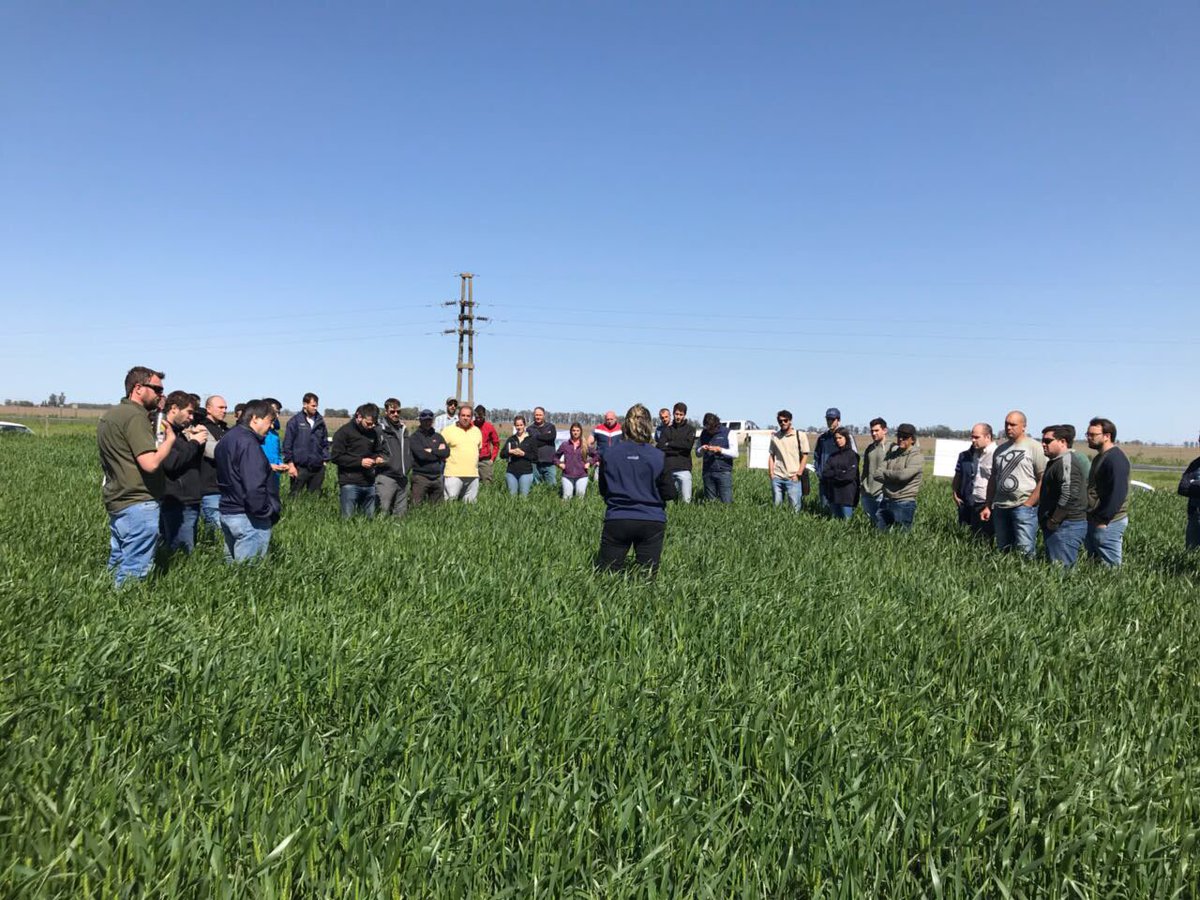 SummitAgroAr's tweet photo. La Ing. Margarita Sillon nos comenta las principales enfermedades en #Trigo y la Ing. Azul Canepa nos explica el posicionamiento de #RaceRM🌾 https://t.co/qC4MTbQcQv