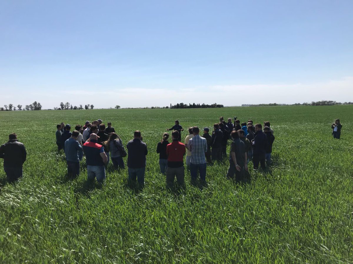 SummitAgroAr's tweet photo. La Ing. Margarita Sillon nos comenta las principales enfermedades en #Trigo y la Ing. Azul Canepa nos explica el posicionamiento de #RaceRM🌾 https://t.co/qC4MTbQcQv