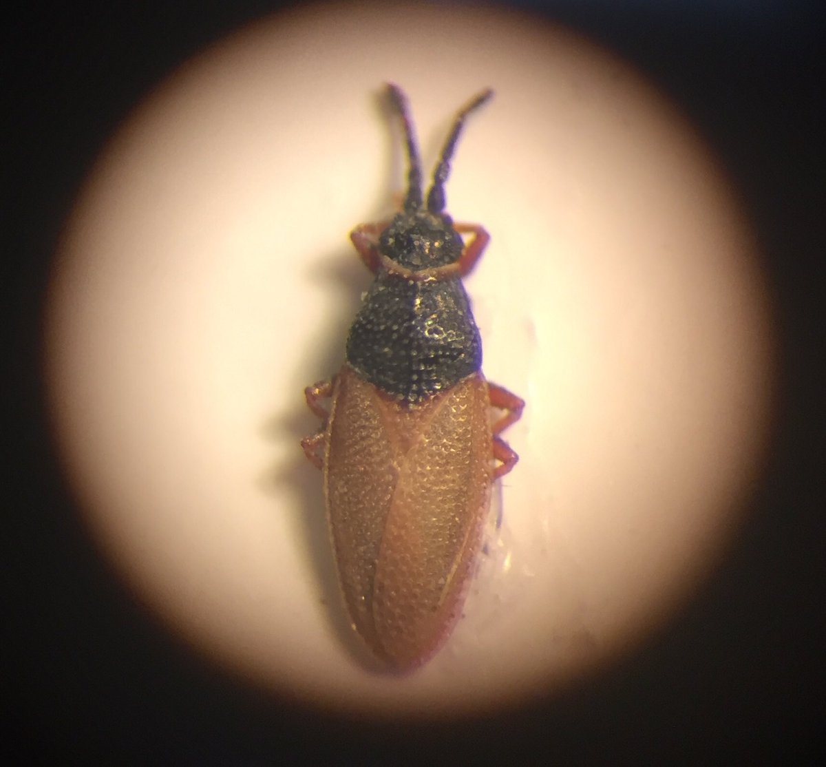Found Agramma leatum at the same site <a href="/BritishBugs/">Tristan Bantock</a> . Do you know if there are any VC35 records of this species?