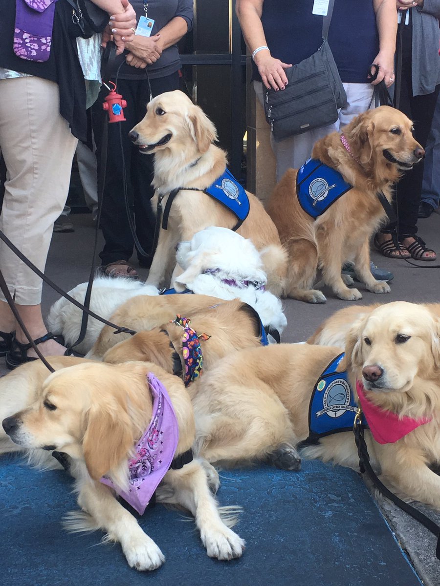 A whole bunch of comfort dogs are currently at Sunrise Hospital in Las Vegas