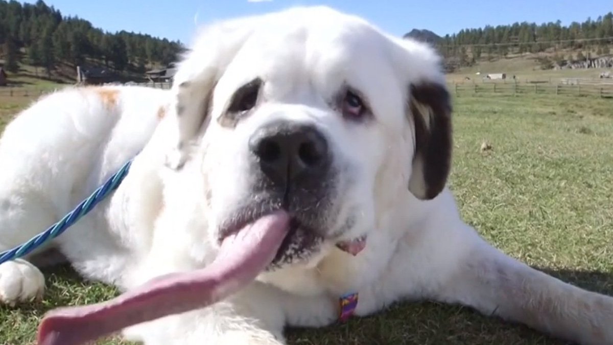 St. Bernard has record-longest tongue for a dog, over 7 inches! bit.ly/2y2H9MS?utm_me… https://t.co/rjCp1Fcbus