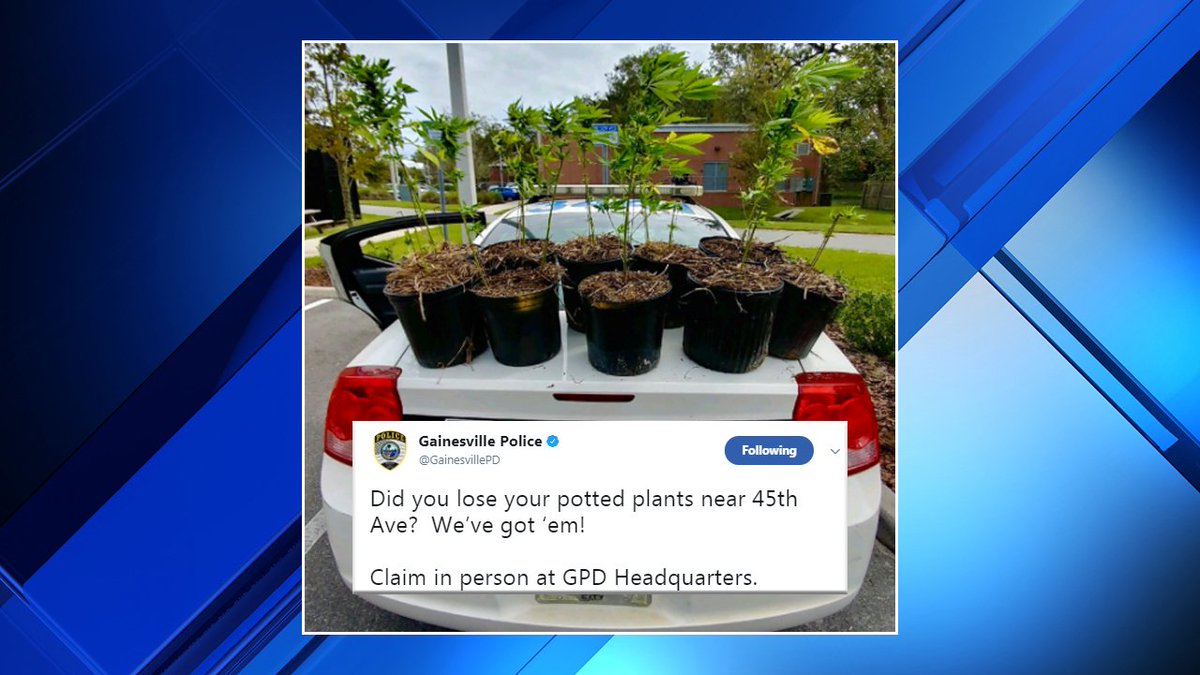 The @GainesvillePD is looking for the owner of small cannabis crop bit.ly/2ysxyR2?utm_me… https://t.co/UGx4lNVtdC